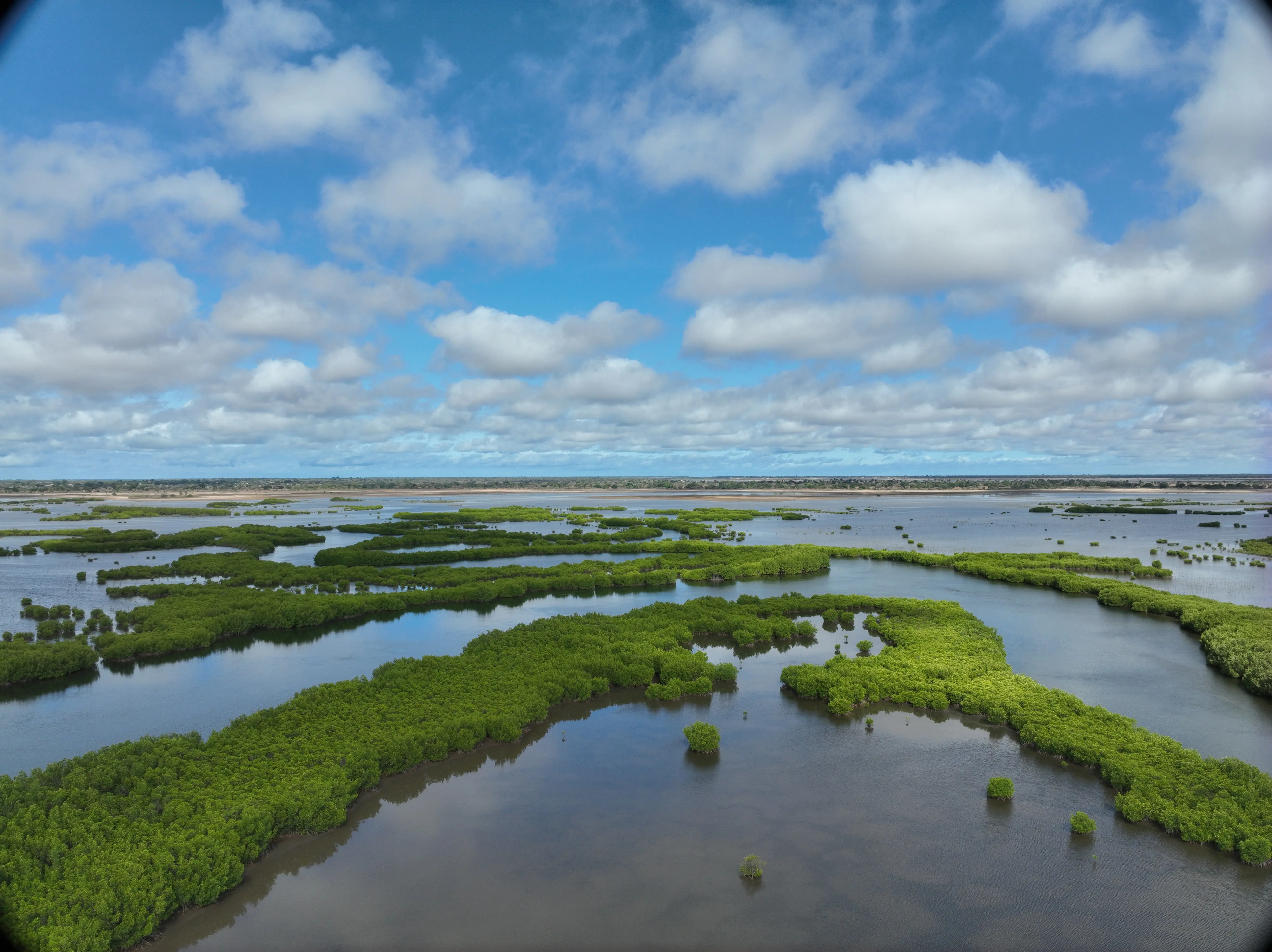 Vue aérienne d'un site de mangrove pris par drone